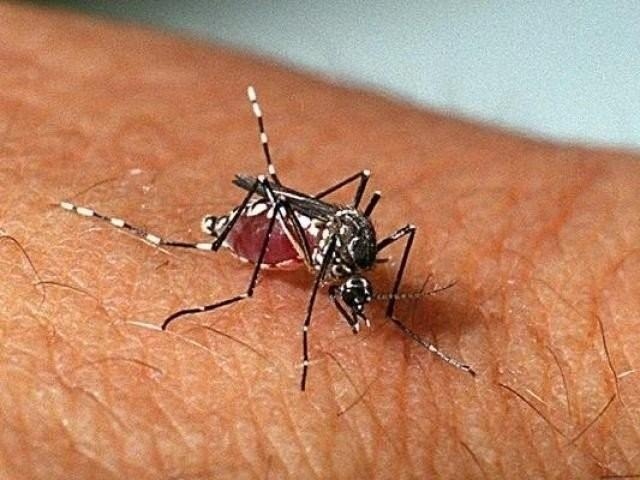Aedes Aegypti, mosquito que transmite dengue, zika e chikungunya. (Foto: Genilton Vieira/Fiocruz Imagens)