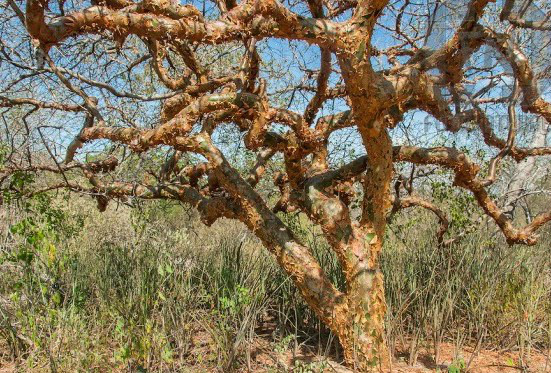 Plantas da caatinga são usadas no combate ao Aedes Estudos sobre a planta se desenvolvem há sete anos