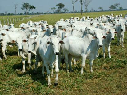 Iniciativa pretende recuperar 200 mil hectares de pastagens degradadas (Foto: Famato)