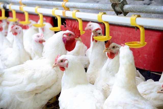 “A avicultura em MS caminha para mais alta profissionalização e atividade é promissora”, diz economista da Famasul