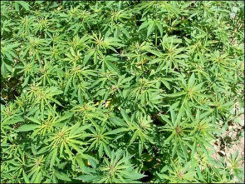 Roça de maconha