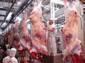 MT e MS mantêm liderança no ranking de abates de bovinos