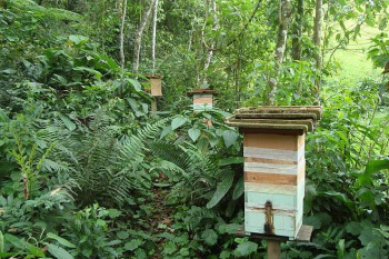 Exportação de mel registra US$ 8,1 milhões em maio Apiário