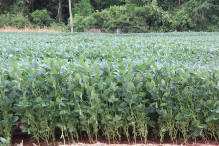 Dia de campo é realizado pela Coopersa Amambai Coopersa apresentará variedades de soja durante Dia de Campo / Foto: Assessoria