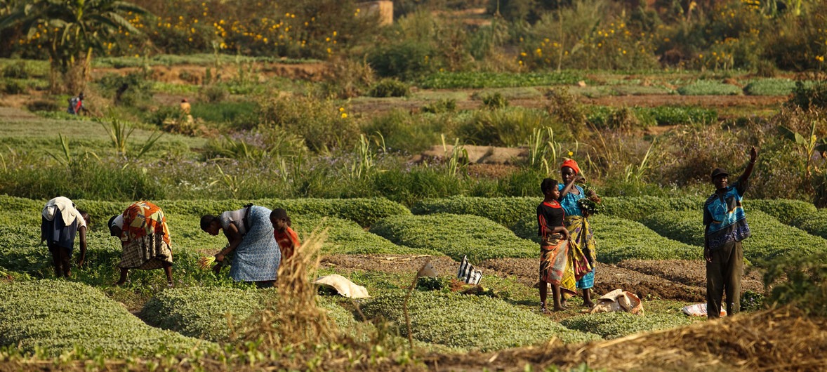 Angola e Fida firmam acordo para aumentar segurança alimentar Novo plano ajudará os agricultores a aumentar suas colheitas e a produção de gado.