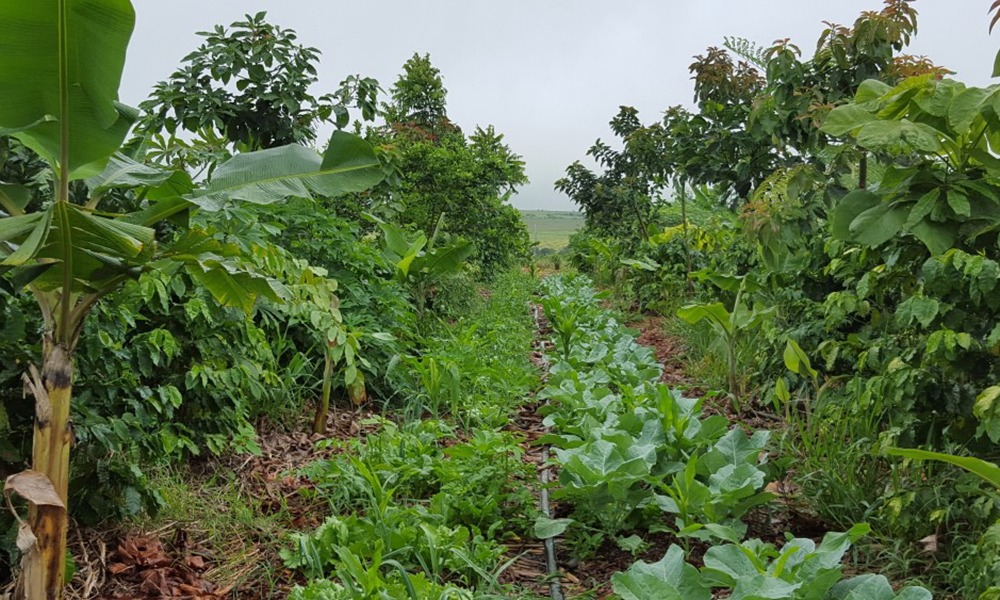 Curso de Agroecologia para escola indígena é solicitado A agroecologia prioriza a utilização de recursos naturais com mais consciência, mantendo o que a natureza oferece / Foto: Ilustrativa