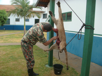 A Polícia Militar Ambiental (PMA) recolheu o animal, que será limpo e depois taxidermizado (empalhado) para utilização nos trabalhos de Educação Ambiental da Polícia Militar Ambiental.