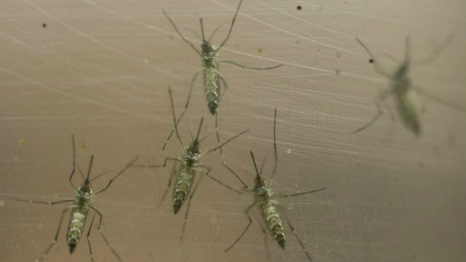 Alta concentração de pessoas em cidades com casos de víus zika preocupa infectologistas 