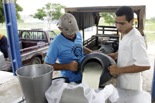 Governo publica novas regras para produção leite visando a aumentar a qualidade