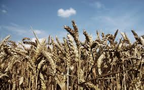 Produção de trigo será menor este ano no País