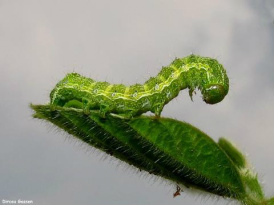 Governo divulga plano de manejo para controle da lagarta helicoverpa A lagarta provocou prejuízos estimados em mais de R$ 2 bilhões em lavouras de algodão, milho e soja no oeste da Bahia