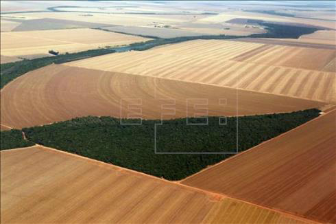 Produção agrícola brasileira de 2014 será 1,4% inferior à deste ano O ano da colheita agrícola brasileira é calculado entre os meses de outubro e setembro. EFE/Obritonews