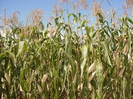 Prejuízos nas lavouras de milho podem chegar a R$ 200 milhões após geadas Prejuízos nas lavouras de milho podem chegar a R$ 200 milhões após geadas