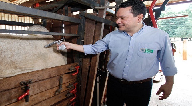 Confira destaques no lançamento da campanha contra febre aftosa no MS Confira destaques no lançamento da campanha contra febre aftosa no MS