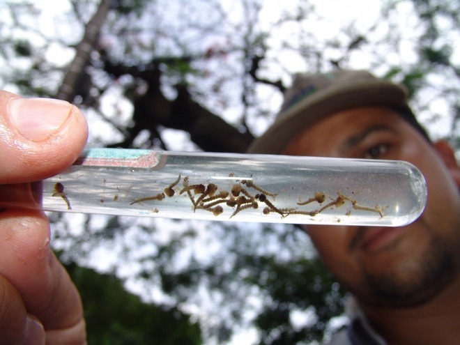 Notificações por dengue avançam em Dourados
