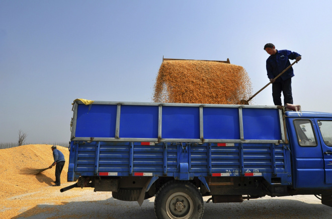 Conab comercializa mais de 7 mil toneladas de milho Conab comercializa mais de 7 mil toneladas de milho