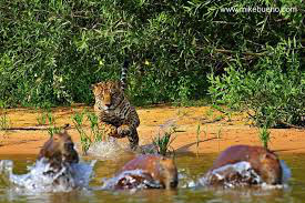 Pantanal é eleito um dos melhores destinos de vida selvagem do mundo
