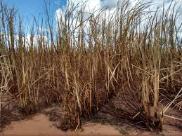 PMA autua usina sucroenergética em R$ 191 mil por incêndio em cana