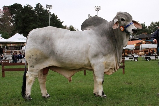 Serão três filhos do touro argentino invicto, campeão em todos os torneios dos quais participou; um touro filho de Mosley; e um filho de V8 7003 / Foto: Divulgação