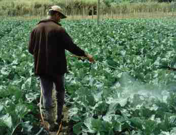 Brasileiro consome cinco quilos de agrotóxicos por ano, mostra estudo divulgado