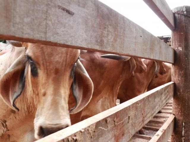 Durante campanha da aftosa, multa de atualização de rebanho terá desconto Bovinos em curral de fazenda. (Foto: Henrique Kawaminami)