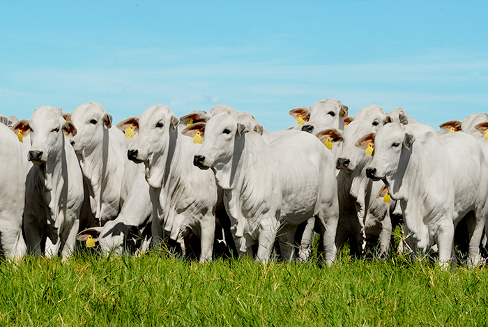 Fazenda no MS mostra que investir em genética é fundamental