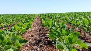 Bancada ruralista quer perdão de dívidas de produtores com o Funrural Foto: Divulgação