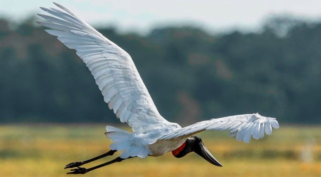 Turismo de MS presente na maior feira de Observação de Aves da América Latina