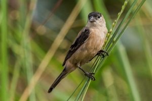 Turismo de MS presente na maior feira de Observação de Aves da América Latina