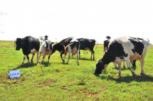 Rio Brilhante leiloa bois que recebeu como devolução de dinheiro desviado