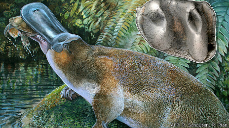 Molar de ornitorrinco gigante foi único vestígio de animal que teria vivido entre 5 e 15 milhões de anos atrás