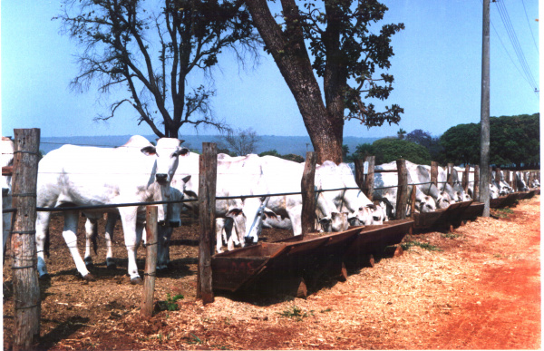 Proibição de melhoradores de alimentação animal vigora a partir desta segunda