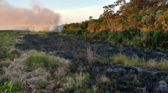 PMA autua arrendatário de fazenda por incendiar mata ciliar de nascentes
