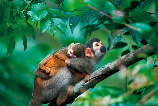 22 de Maio - Dia Internacional da Biodiversidade Foto: Divulgação