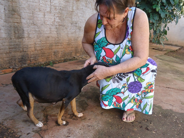 Sociedade faz campanha por hospital público para animais A aposentada Tereza Caldeira tem uma cachorra vira-lata que está doente após dar criafoto - Flávio Verão