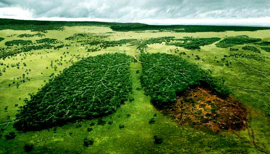 5 de junho - Dia Mundial do Meio Ambiente