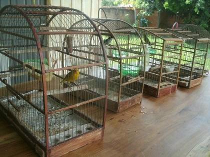 PMA autua jovem em R$ 2,5 mil por criar cinco aves silvestres ilegalmente