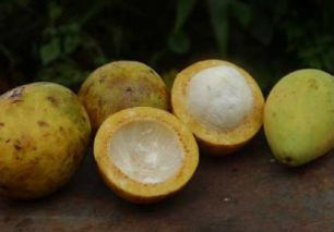 Líquidas ou em pó: pesquisadores querem “refazer” frutas Bacuri ganhou versão com consistência mais espessa, para sorvetes e cremes, e outra líquida para ser consumida como suco.