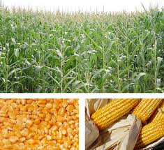 Mapa volta atrás e “libera” custeio do milho