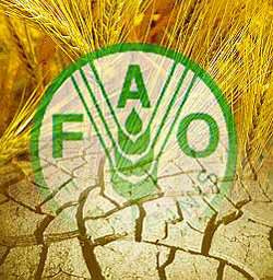 FAO aprova orçamento de mais de US$ 1 bilhão para os próximos dois anos