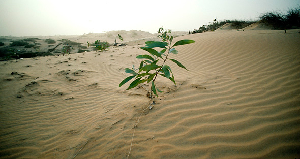 É preciso zerar degradação dos solos no Dia Mundial de Combate à Desertificação