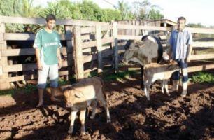 Produtores do Itamarati investem para evitar morte de gado Produtores do Itamarati investem para evitar morte de gado