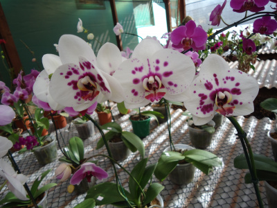 Exposição de Orquídeas na Casa do Artesão é opção para o final de semana em Amambai Diversas espécies de orquídeas poderam ser vistas na exposição neste final de semana na Casa do Artesão em Amambai.