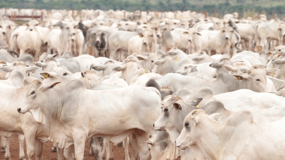 Regulamentação da clonagem de animais