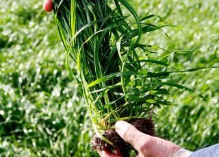 Pesquisa desenvolve capim-azevém que produz 5% mais e 20 dias mais cedo Foto: Divulgação