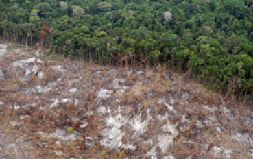 Desmatamento na Amazônia é o menor em 25 anos