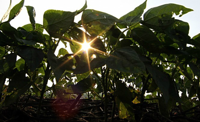 Clima afetou projeção para safra de 2013, segundo o IBGE