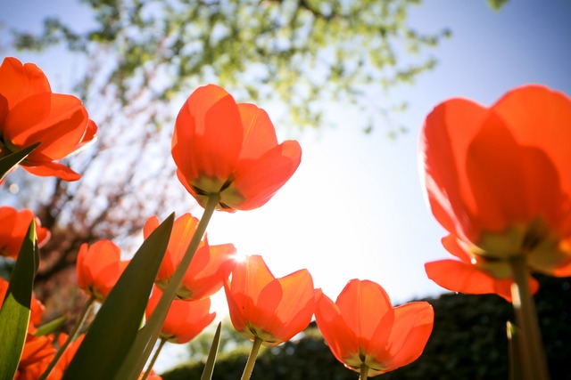 22 de Setembro - Início da Primavera Foto: Divulgação