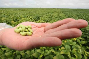 Plantio de soja transgênica no Brasil atinge quase 90% do total Plantio de soja transgênica no Brasil atinge quase 90% do total