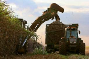 35 milhões de toneladas de cana são processadas em MS
